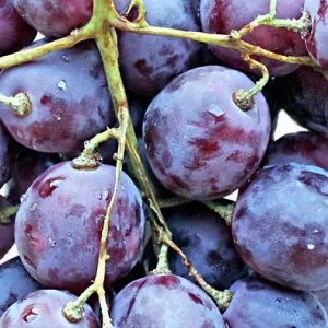 Декор Нефрит-Керамика Толедо фиолетовый фрукты виноград 04-01-1-14-05-55-140-5 20х20